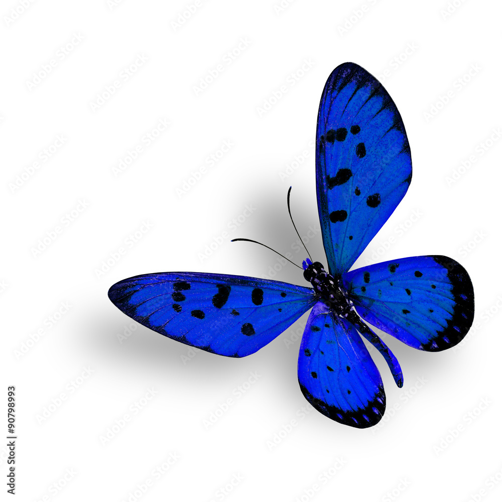 美丽的飞翔的蓝色蝴蝶，Tawny Coster，孤立在白色上