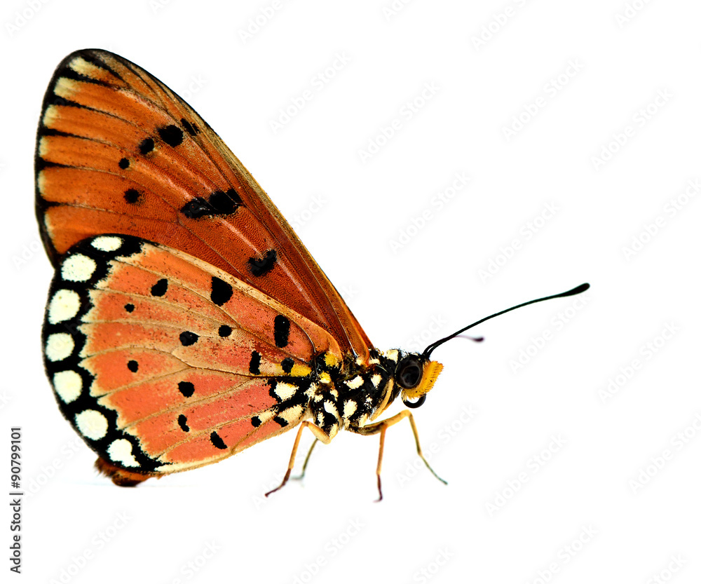 Tawny Coster，美丽的橙色蝴蝶（Acreaa terpsicore）