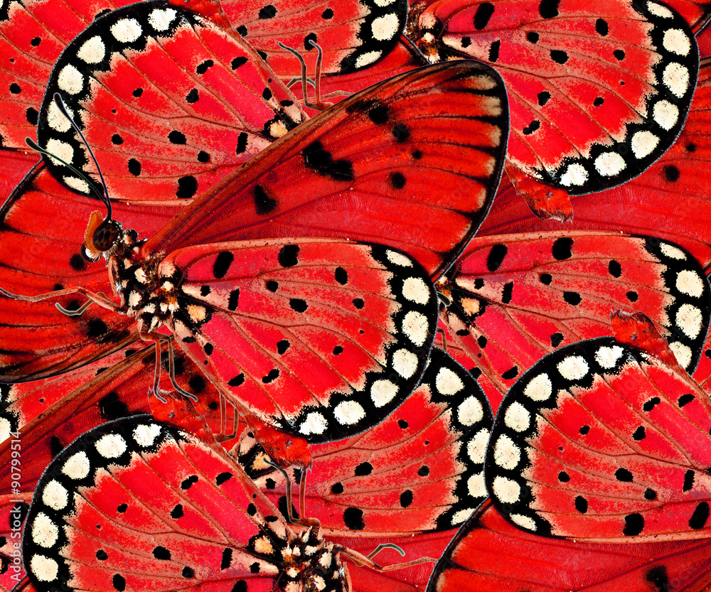 由红蝴蝶为gre制作的美丽的红色背景
