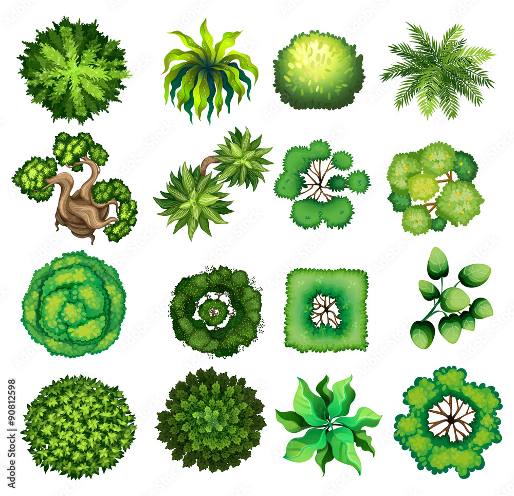 不同种类植物的俯视图