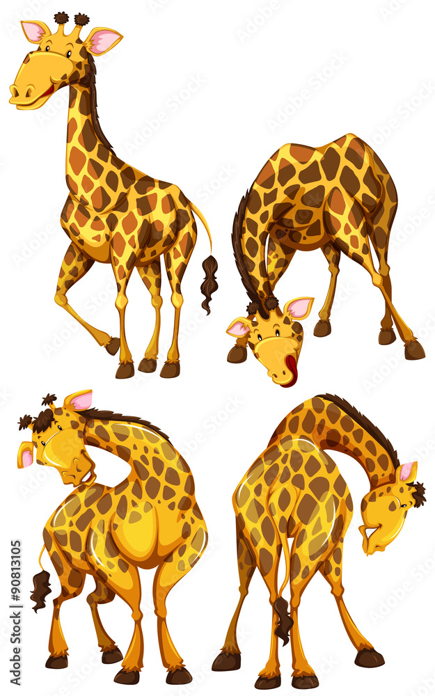 四种不同姿势的长颈鹿