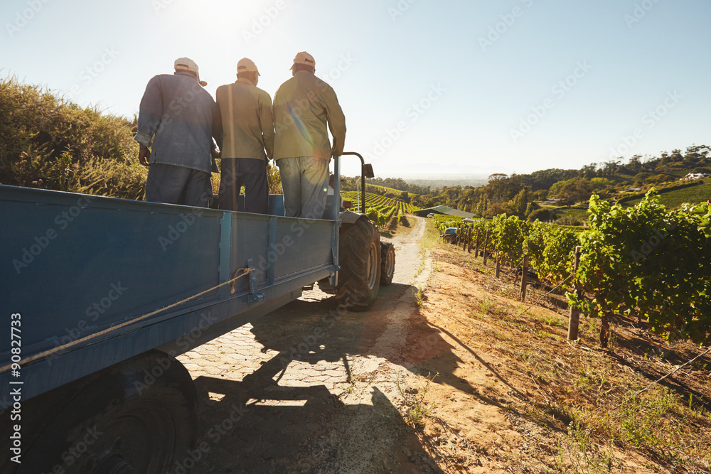 葡萄园工人在农场乘坐马车