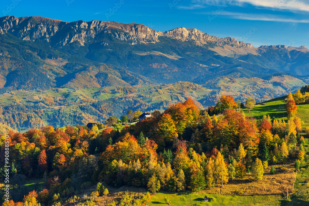 罗马尼亚特兰西瓦尼亚Magura村，绿色的田野和五颜六色的秋林