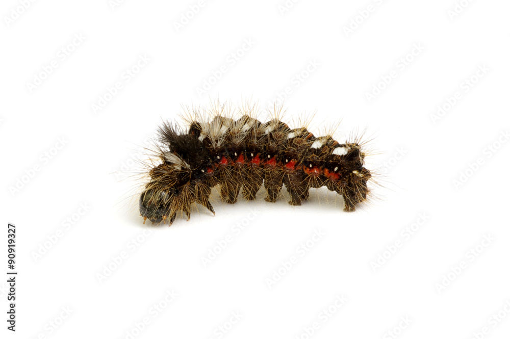  caterpillar