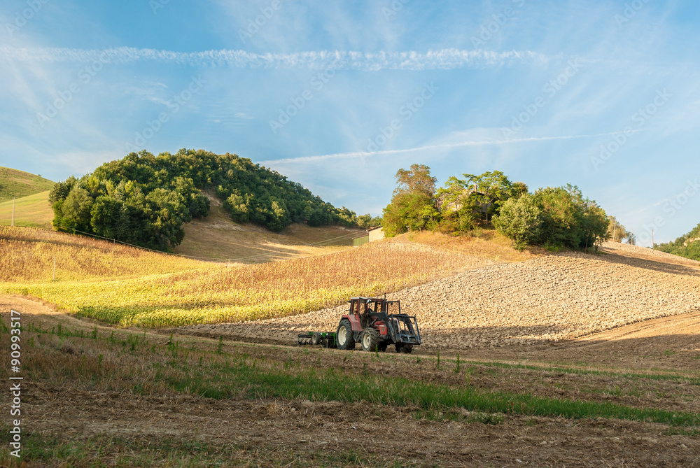 意大利马尔凯地区山丘玉米地里的一辆拖拉机