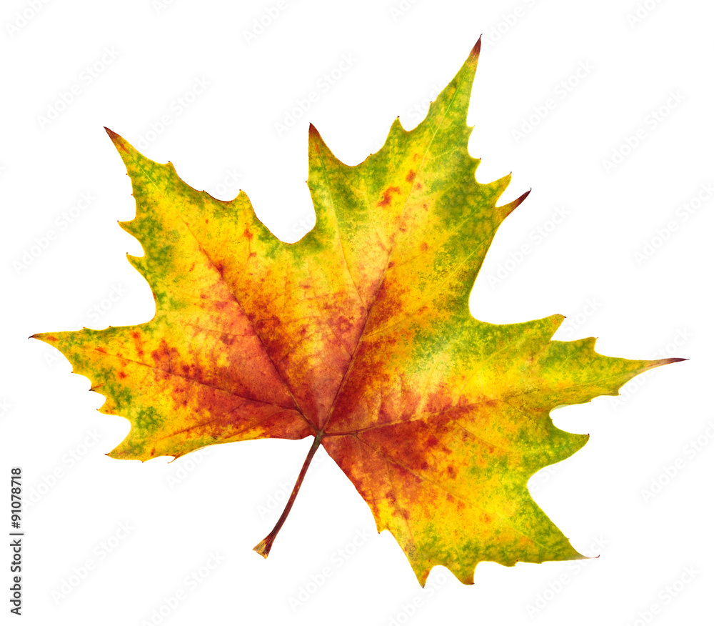 Beautiful autumn leaf, rich in color and detail