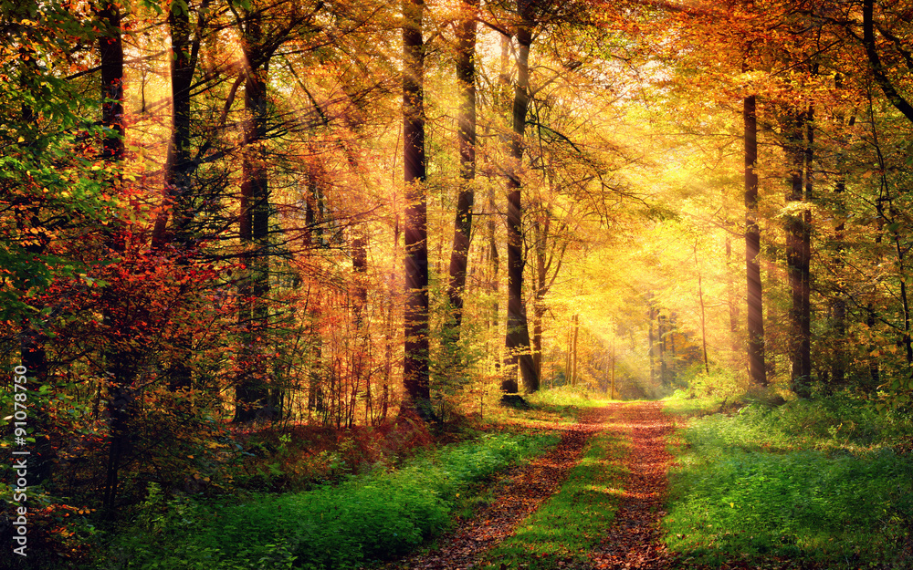 带着温暖光线的秋天森林风景