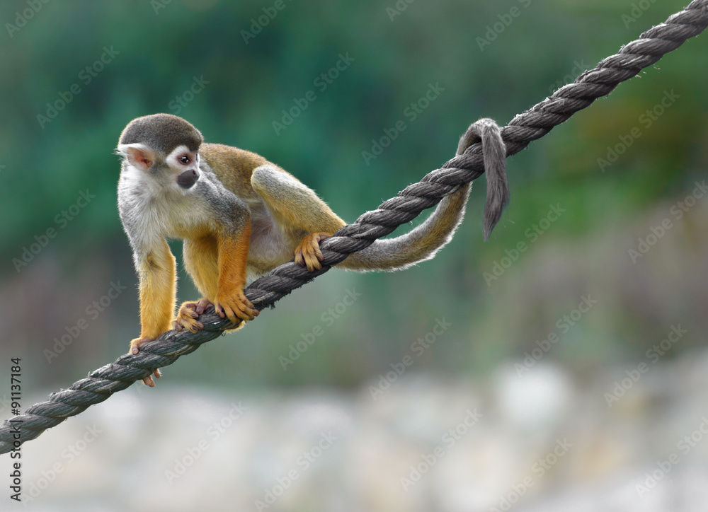 松鼠猴坐在绳子上