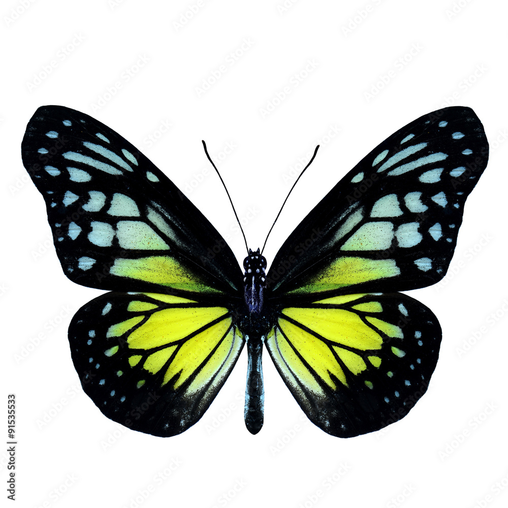Yellow Glassy Tiger Butterfly upper wing part in natural color p