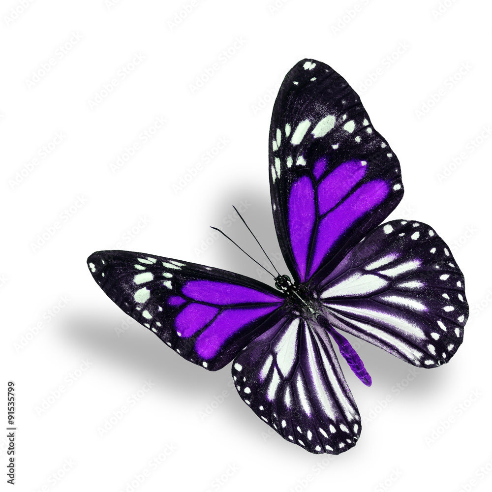 美丽的紫色蝴蝶，白色老虎在花哨的颜色公关