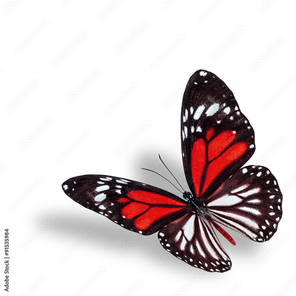 Exotic flyhing red butterfly on white background with soft shado