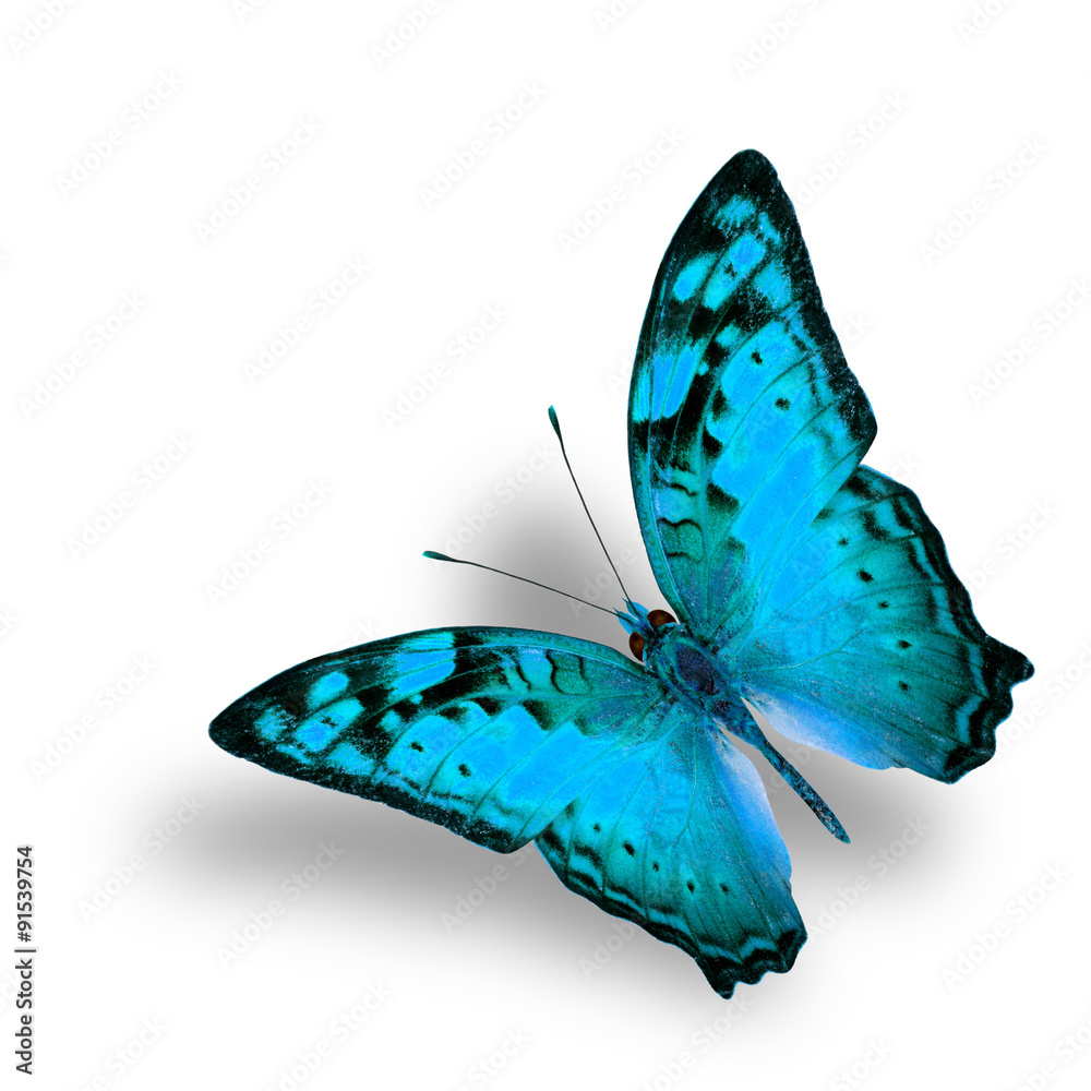 美丽的飞翔的流浪蝴蝶在花式淡蓝色专业版