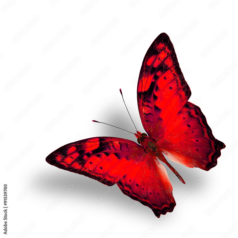 美丽的飞翔的流浪蝴蝶在花哨的红色简介上