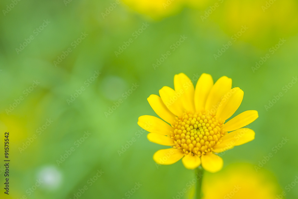 绿色背景的近距离黄色花朵