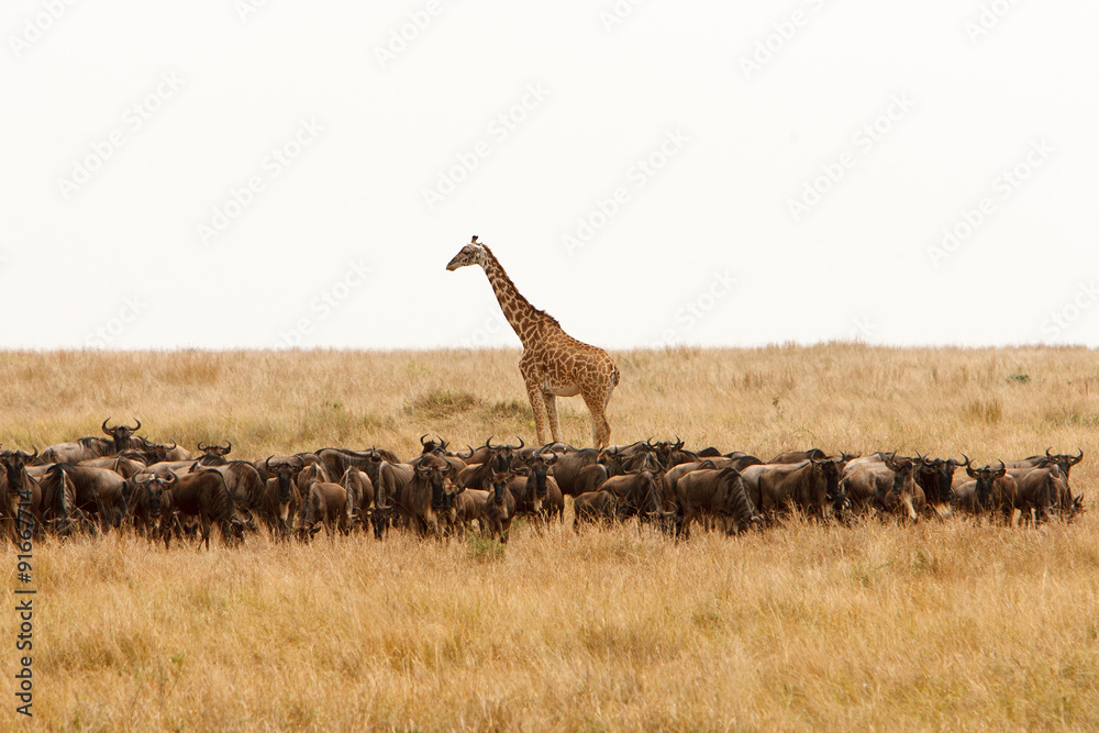 长颈鹿和一群角马在干燥的非洲大草原上