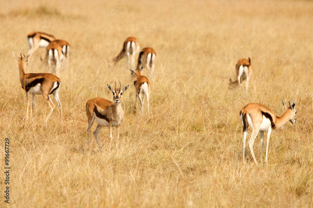 Thomsons瞪羚在非洲大草原的草地上吃草