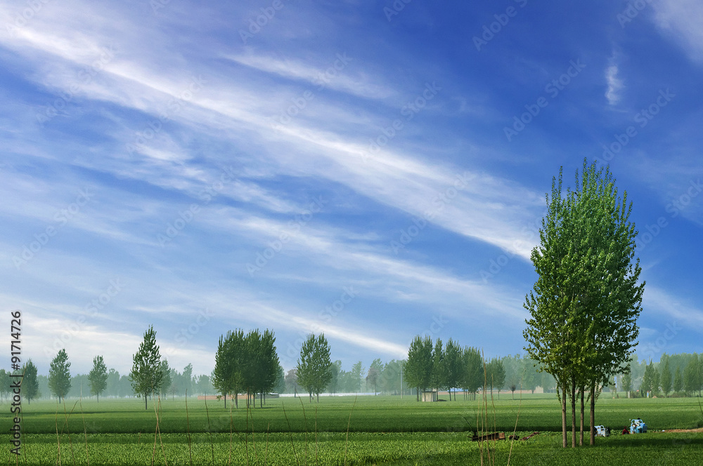 稻田绿草蓝天云多云景观背景