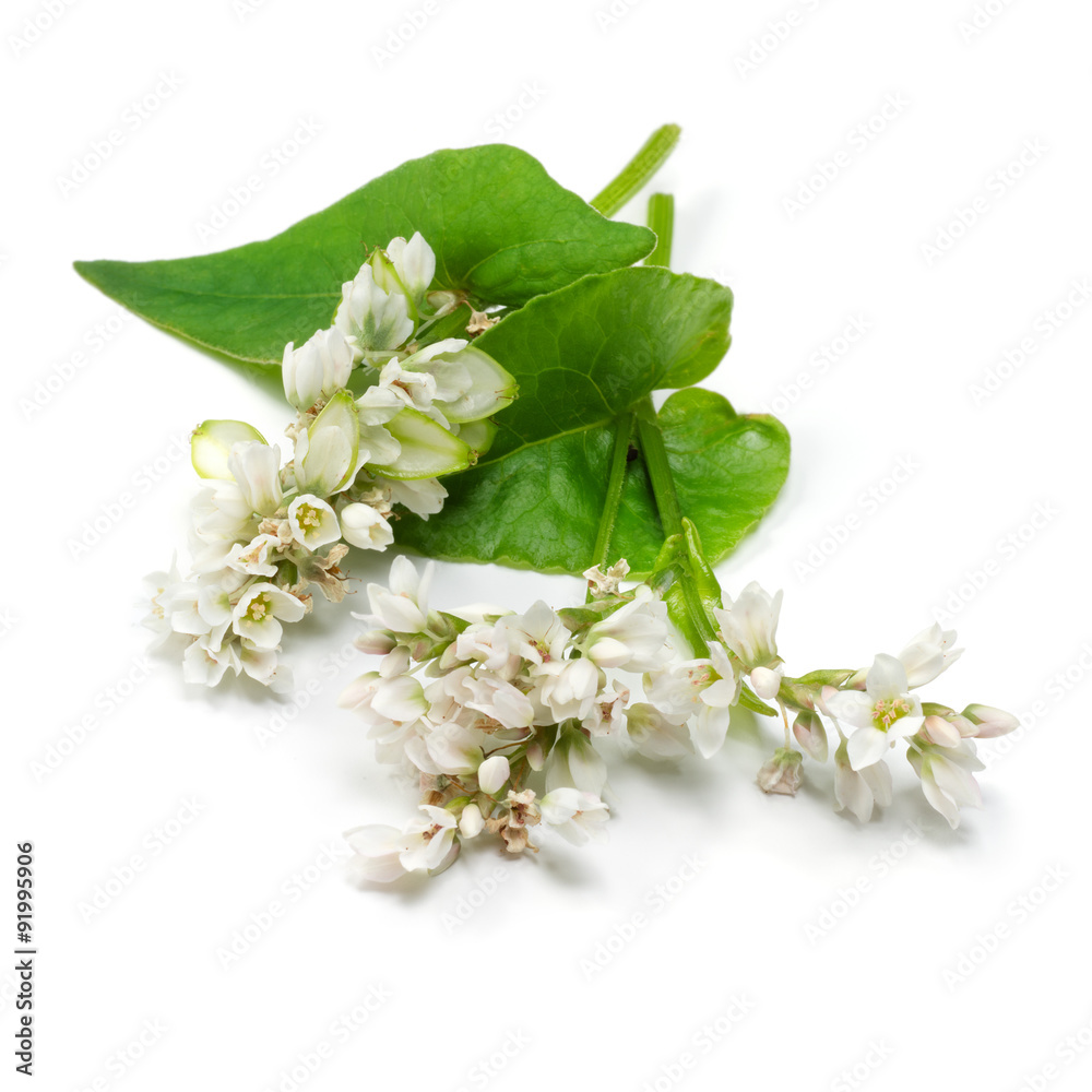 Buckwheat flowers and leaves isolated on white background