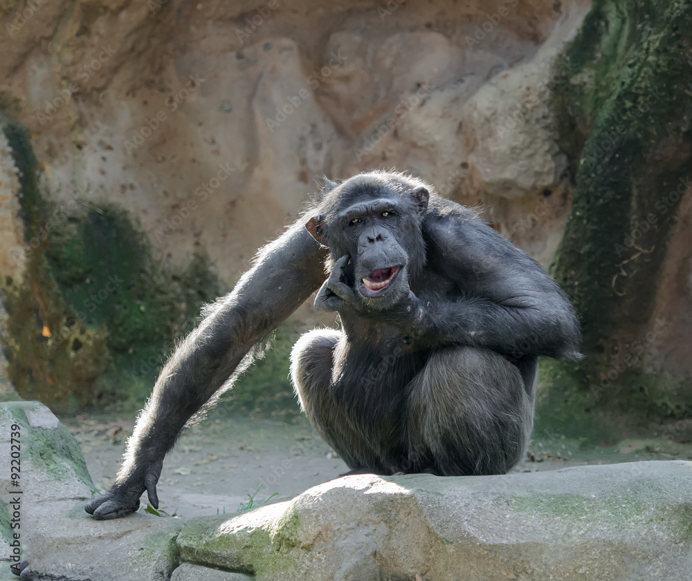 Chimpanzee scratching its chin as in doubt
