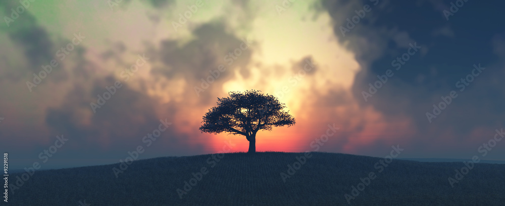 日落与树