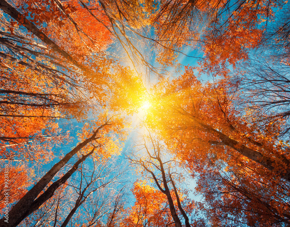 秋天的森林。树木图案。仰望蓝天。背景