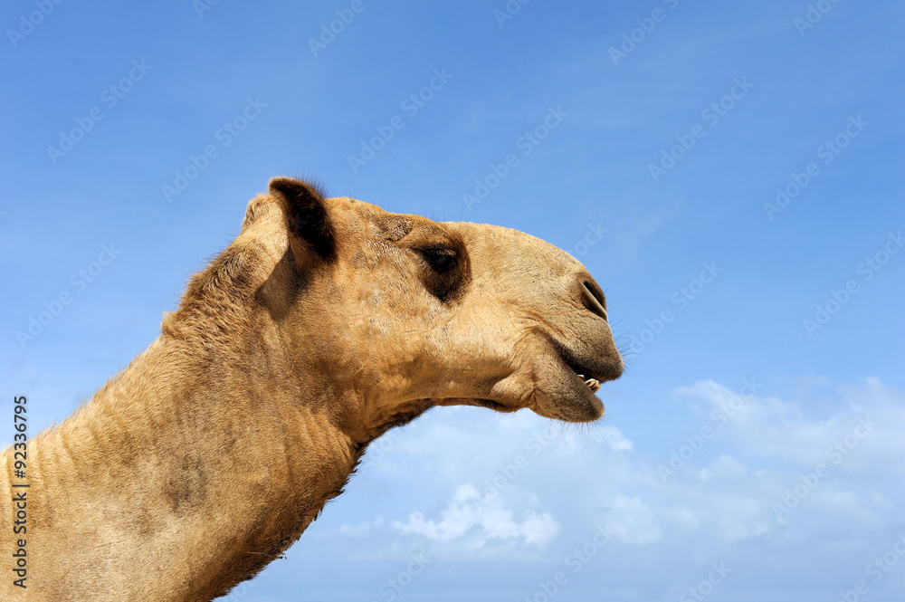 骆驼头