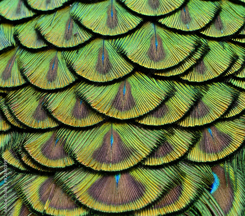 绿色孔雀羽毛的质感和设计特写