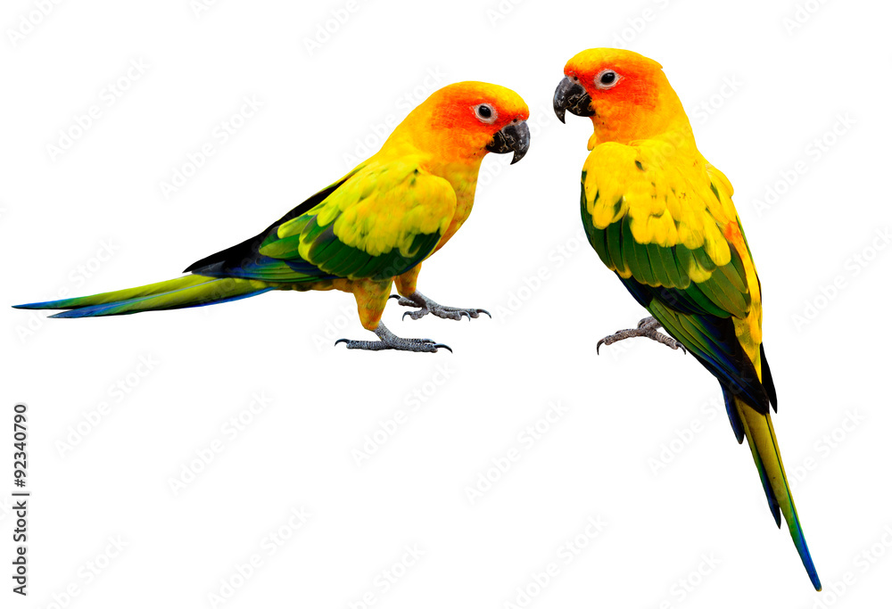 Pair of Colorful Sun Conure, beautiful yellow parrot birds isola