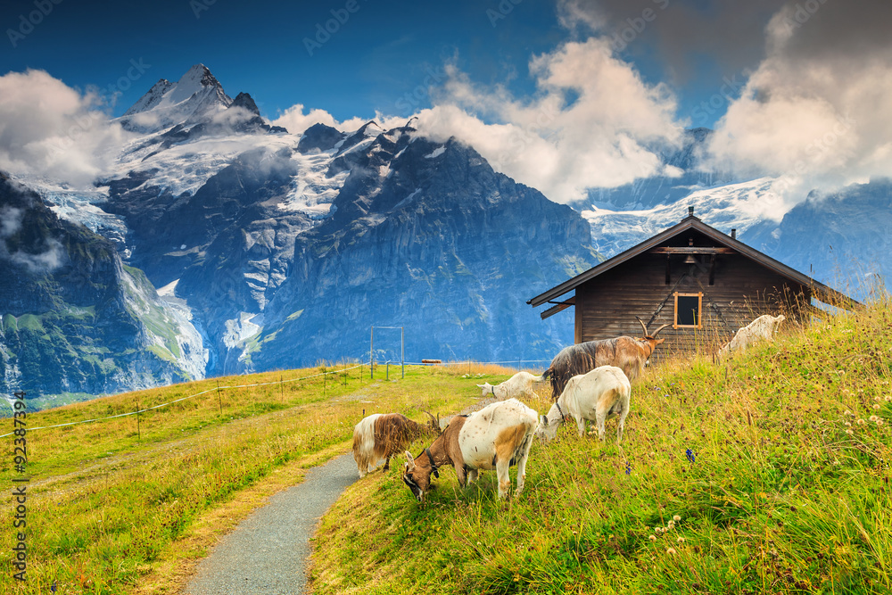 山羊在阿尔卑斯绿地上吃草，格林德瓦尔德，瑞士，欧洲