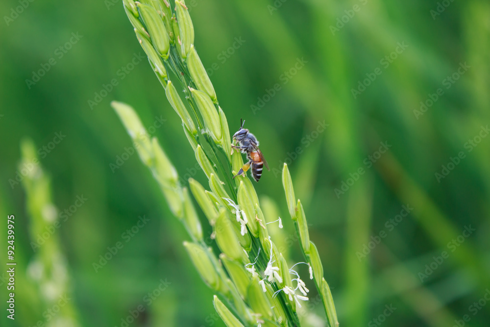 大黄蜂从水稻上采集花粉