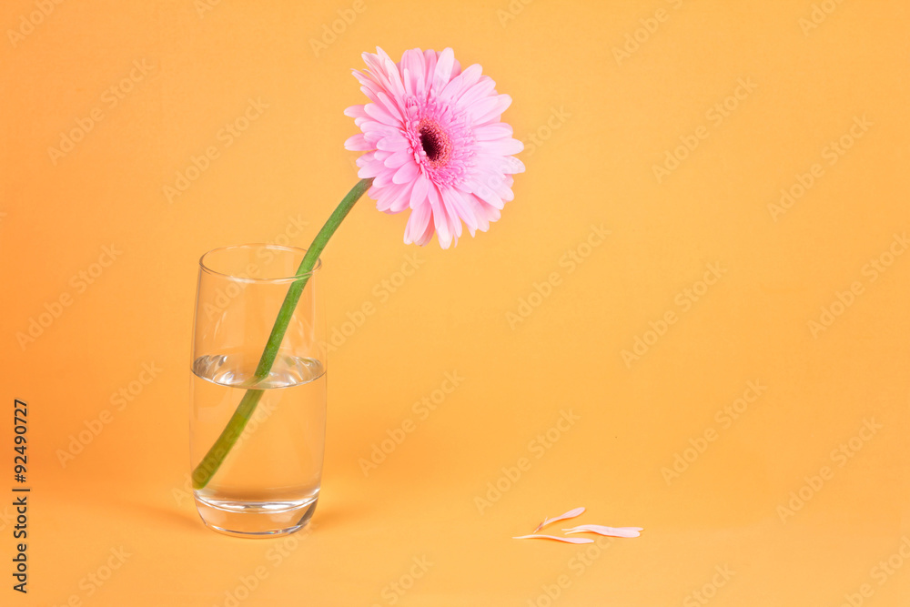 the sweet pink  Gerbera flower with some petal falling down