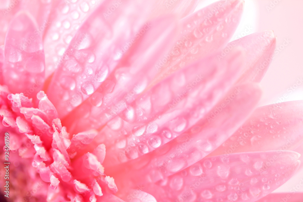 甜粉色非洲菊花的特写和选择性聚焦