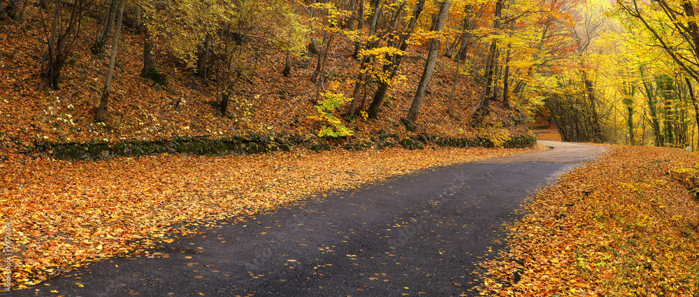 秋天森林中的道路。秋天的自然全景构图