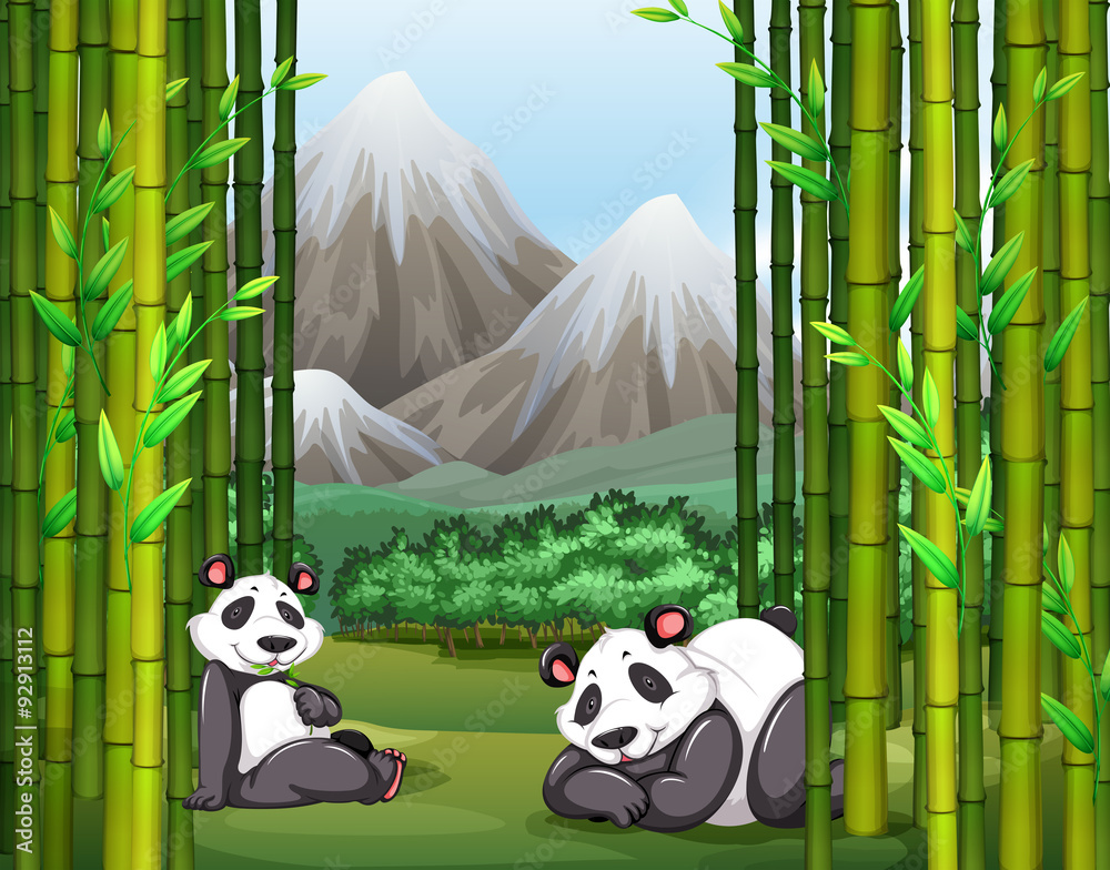 Pandas and bamboo forest