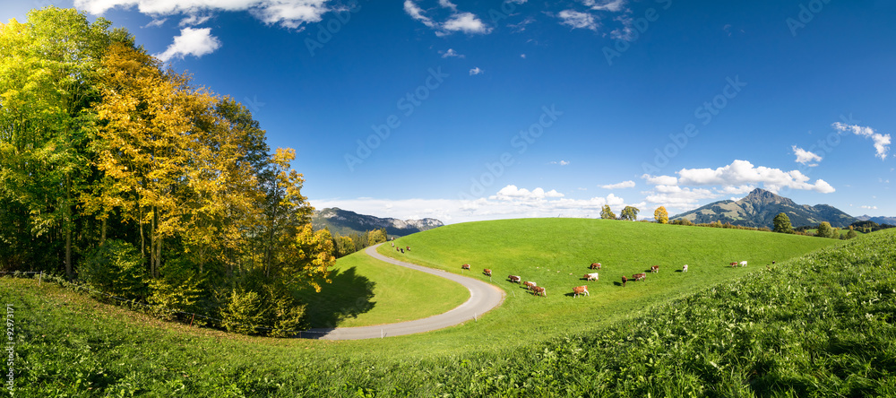 Kühe auf Wiese vor dem Kitzbüheler Horn