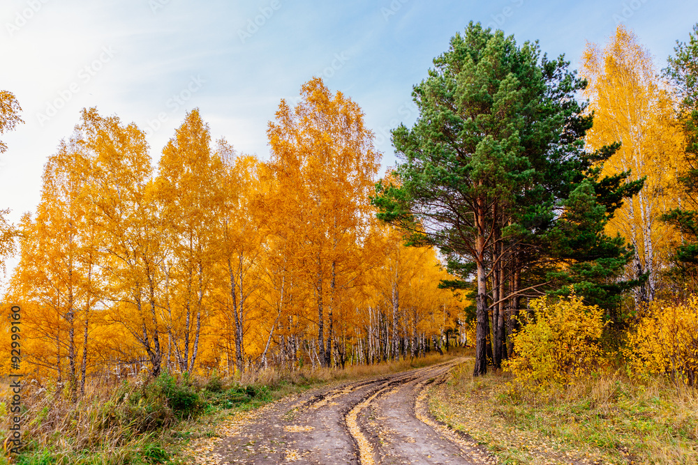 Осенняя дорога через лес