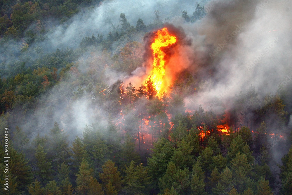 一场巨大的森林野火产生的强烈火焰，火焰照亮了夜晚，它们在松树中肆虐。