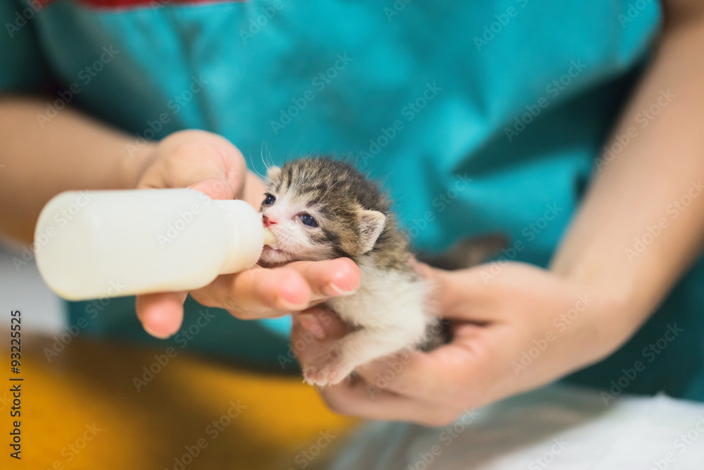 兽医诊所-小猫喝牛奶