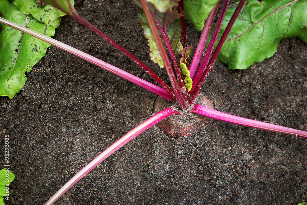 Beetroot in the ground