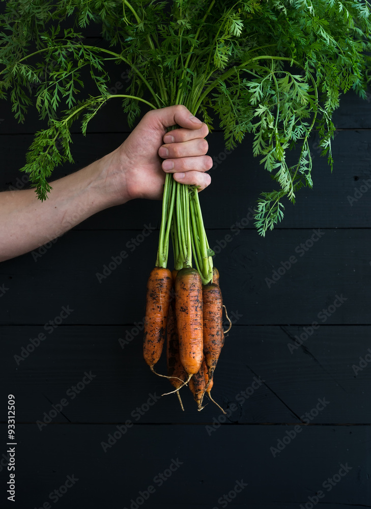 一束新鲜的花园胡萝卜，手里拿着绿叶