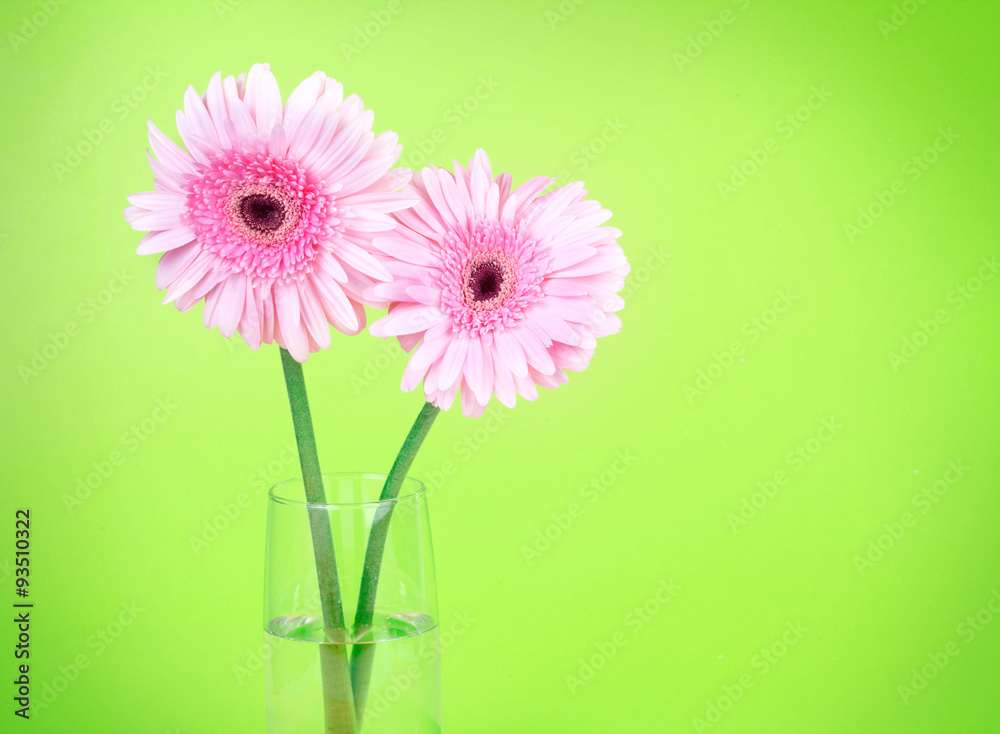 甜粉色非洲菊花，浪漫时刻