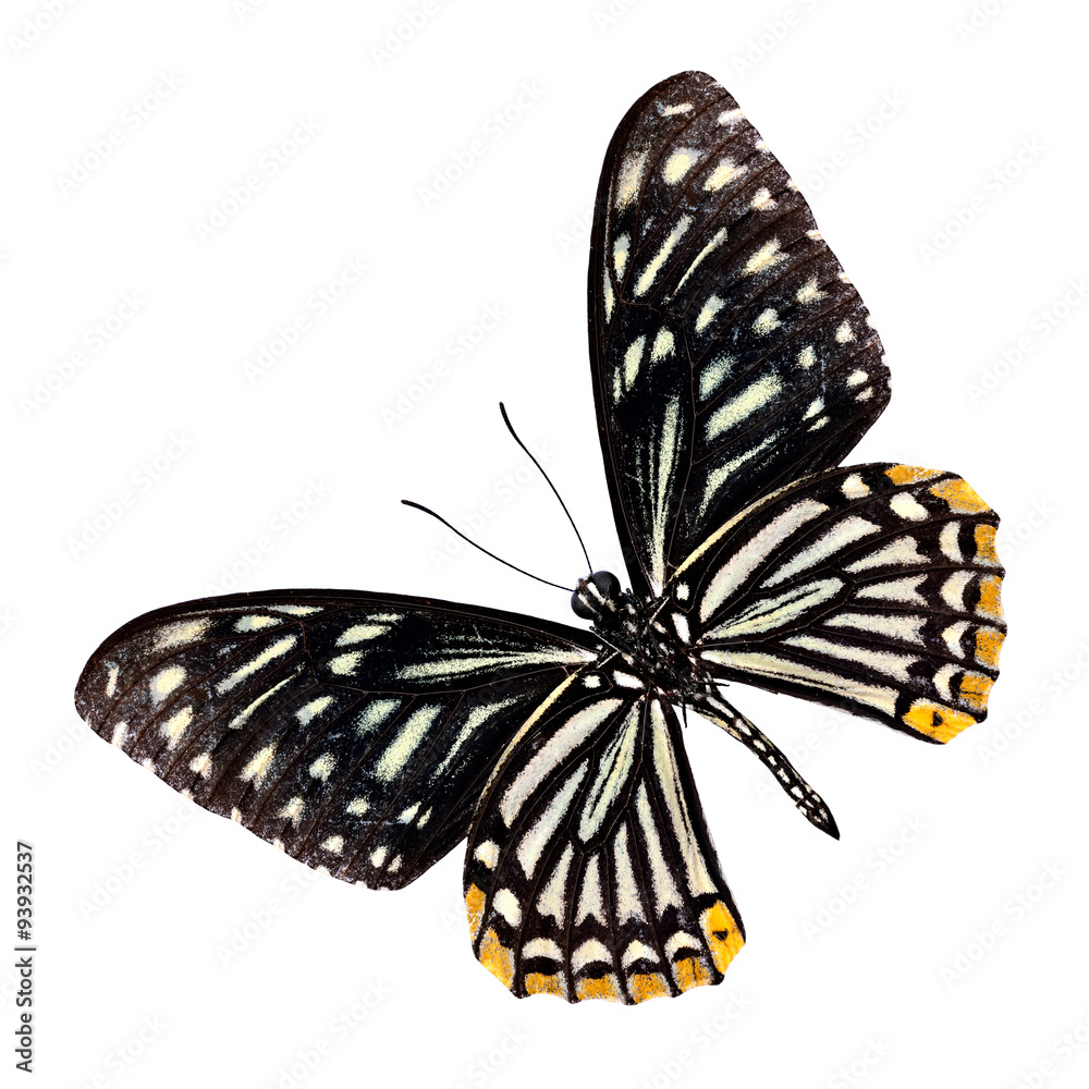 自然色p的小斑马蝴蝶下翼特写