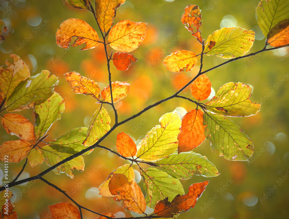 美丽的秋季，多彩的山毛榉树叶为背景。
