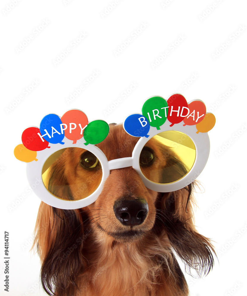 腊肠犬生日快乐