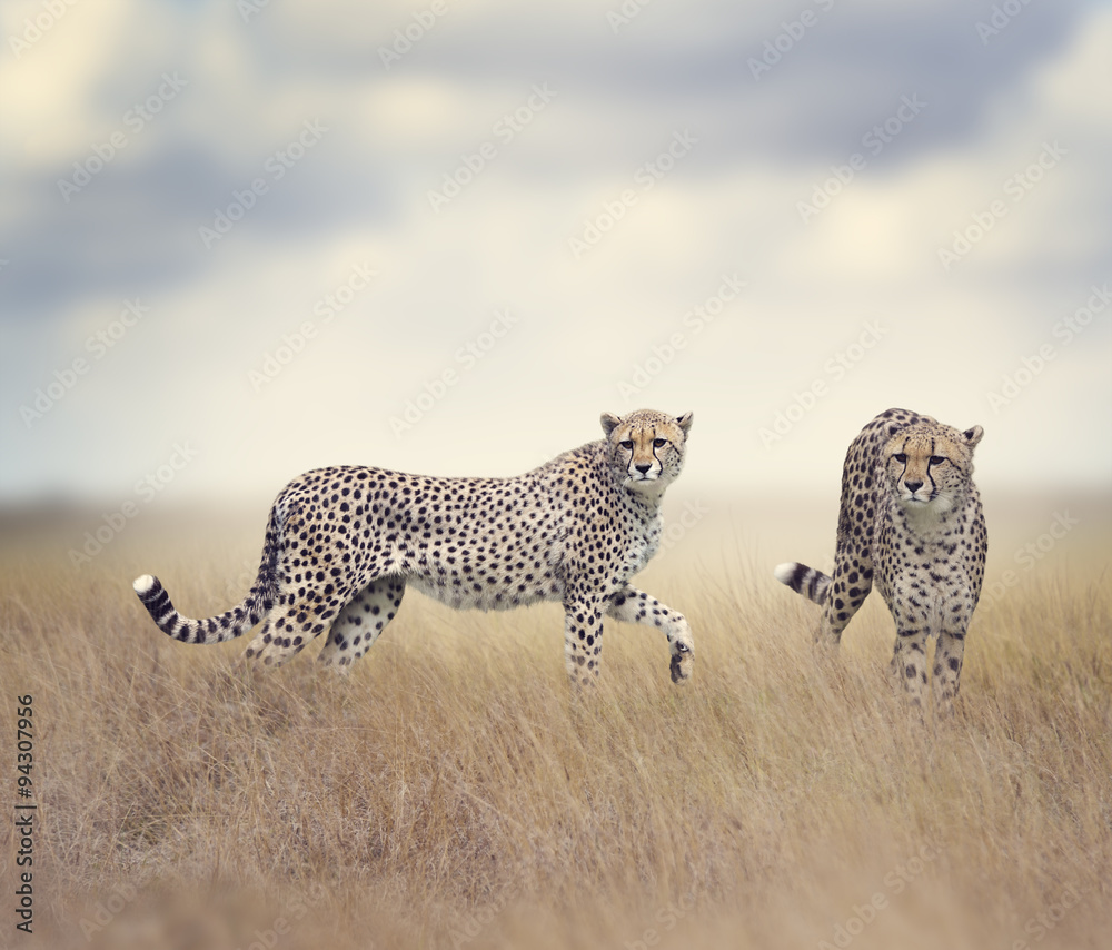两只猎豹行走