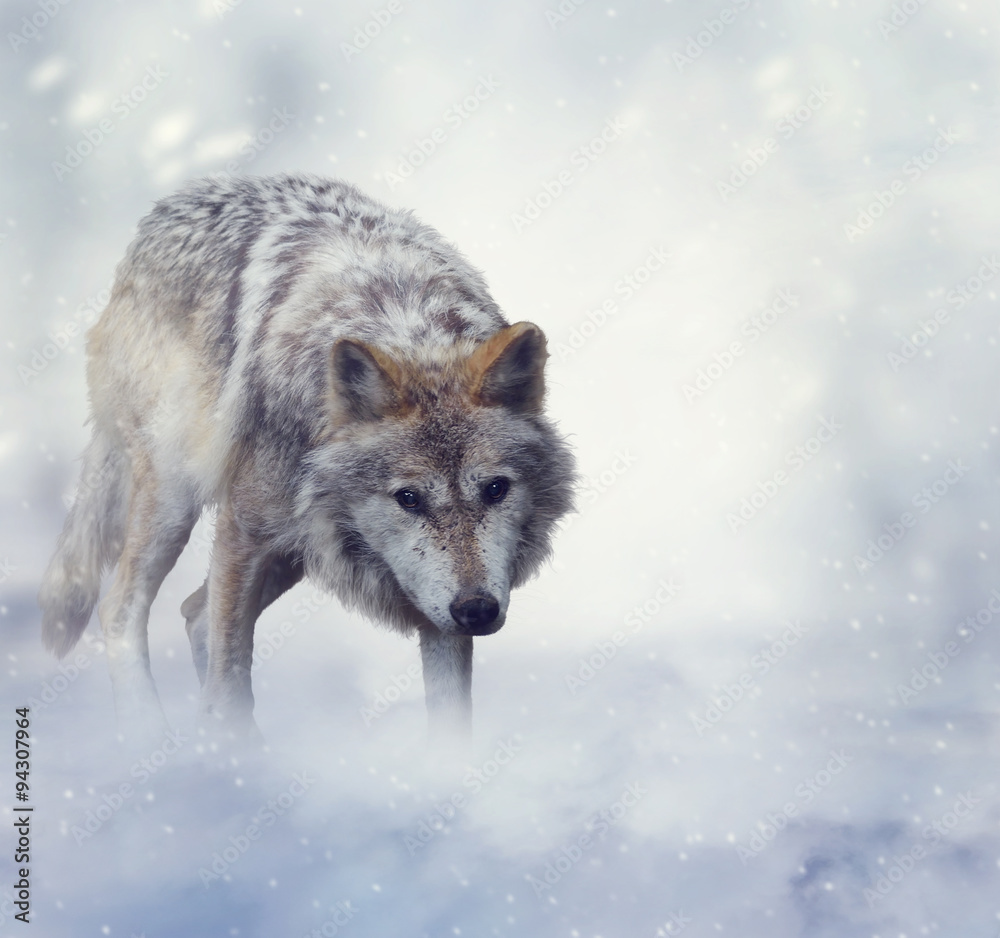 《冬天的狼》