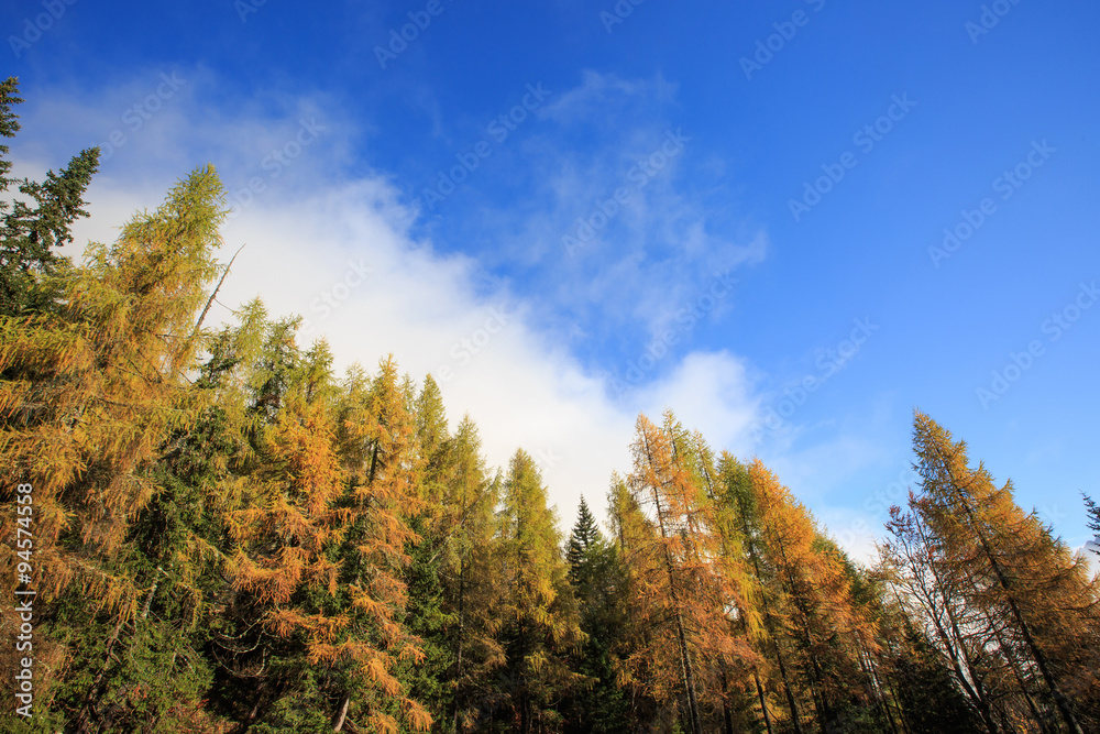 Dense coniferous autumn mountain forest backgroundÒ