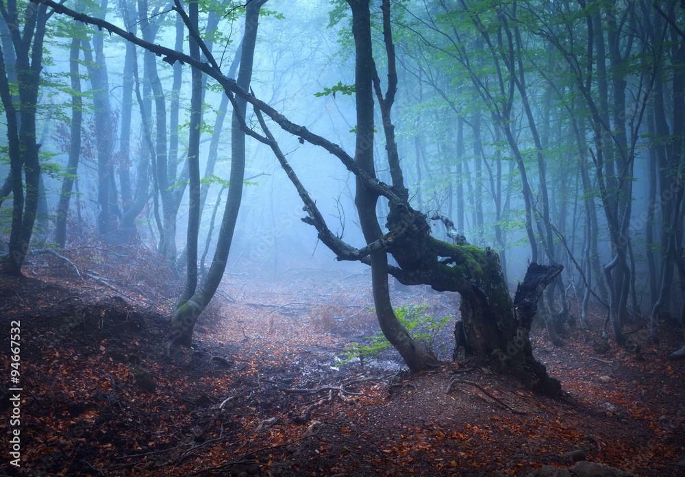 在雾中穿过一片神秘的黑暗古老森林。秋天