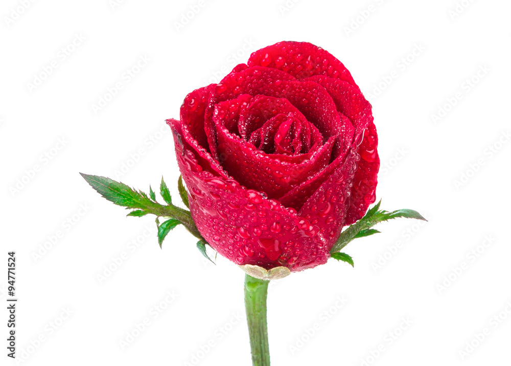 湿红玫瑰花瓣表面选择性聚焦