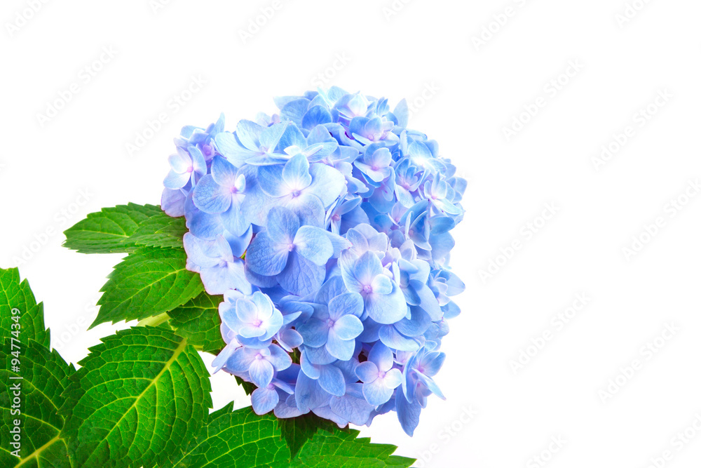 白色背景上的甜蓝色绣球花